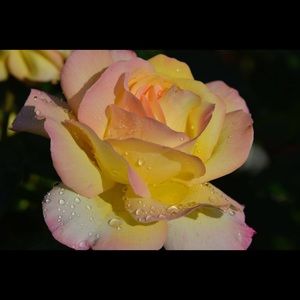 Meet your Posher, Kathleen